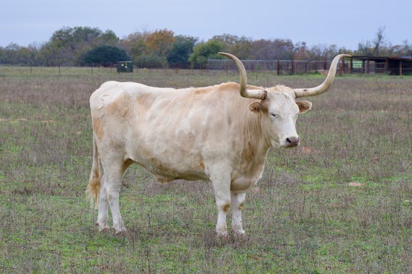 Texas Longhorn cattle in a rural field