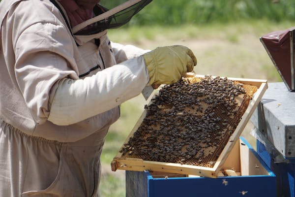 Beekeeper inspecting a honeycomb frame at an apiary
