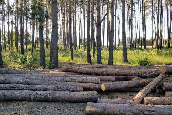 Pine forest with freshly cut timber logs