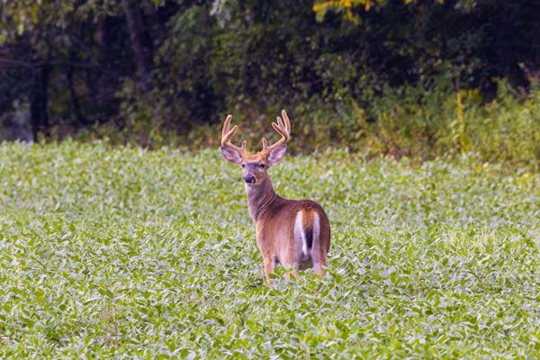 White-tailed deer standing in a green meadow